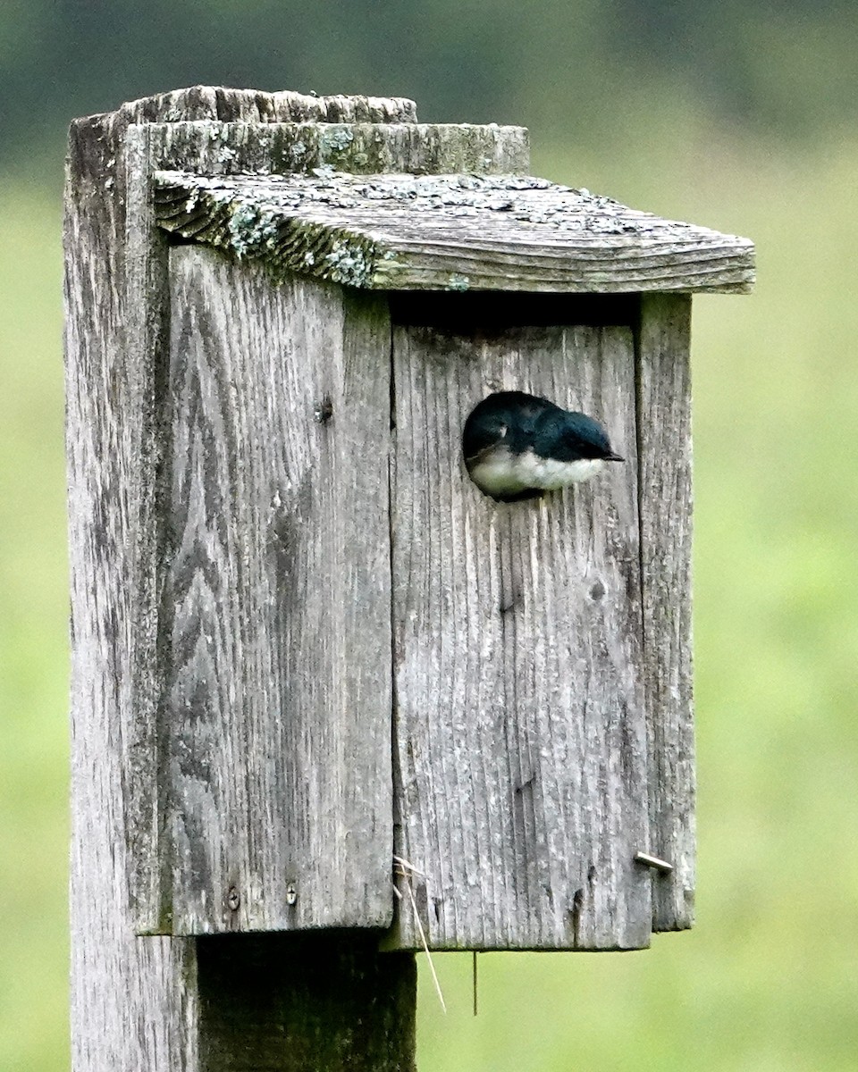 Tree Swallow - Tom Shepard