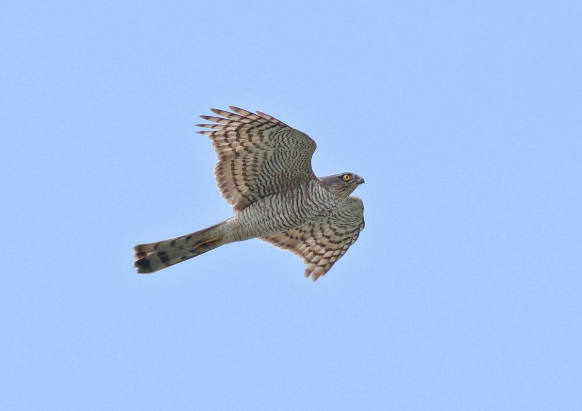 Eurasian Sparrowhawk - 浙江 重要鸟讯汇整