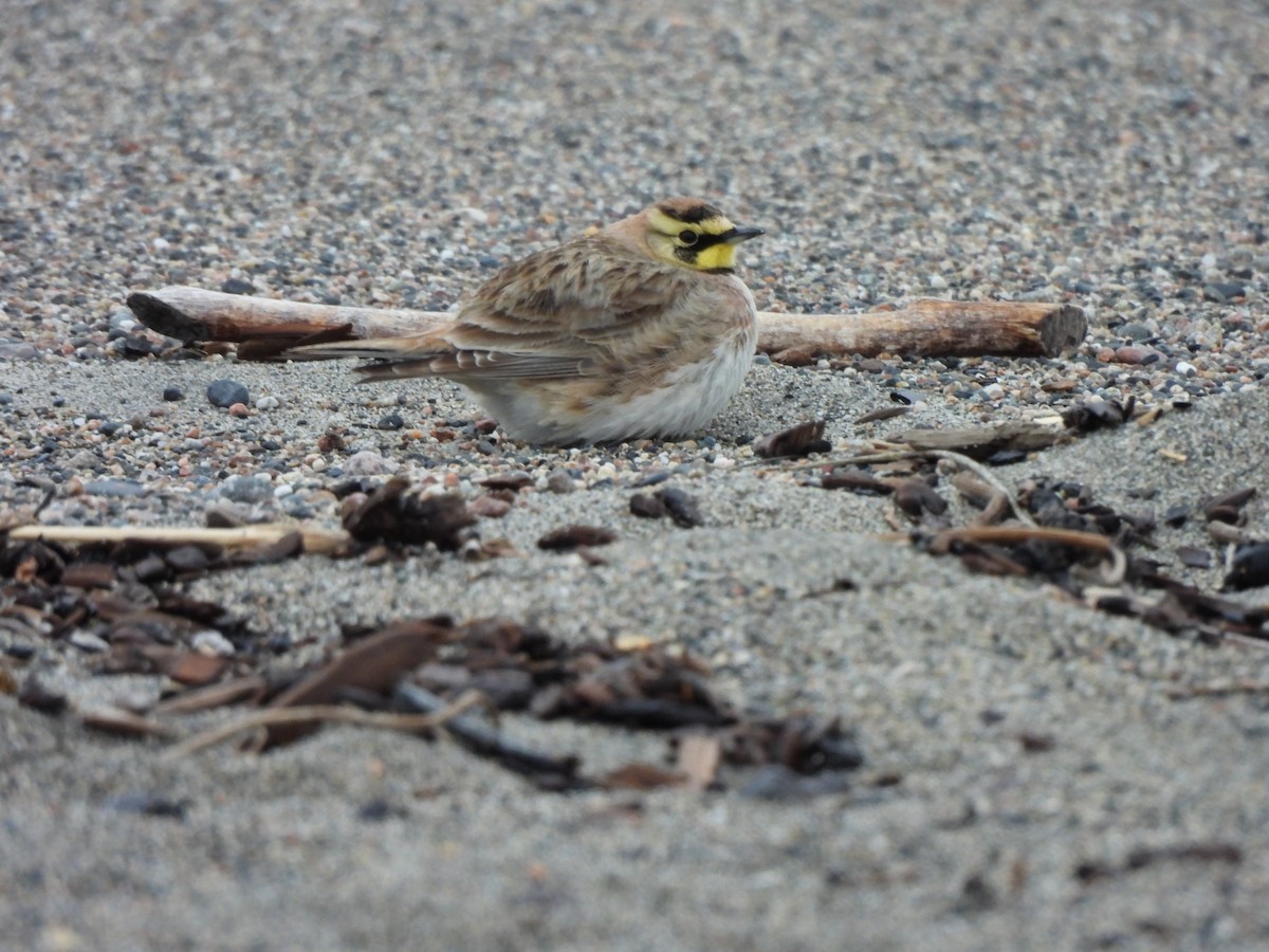 Horned Lark - Pegg & Mark Campbell