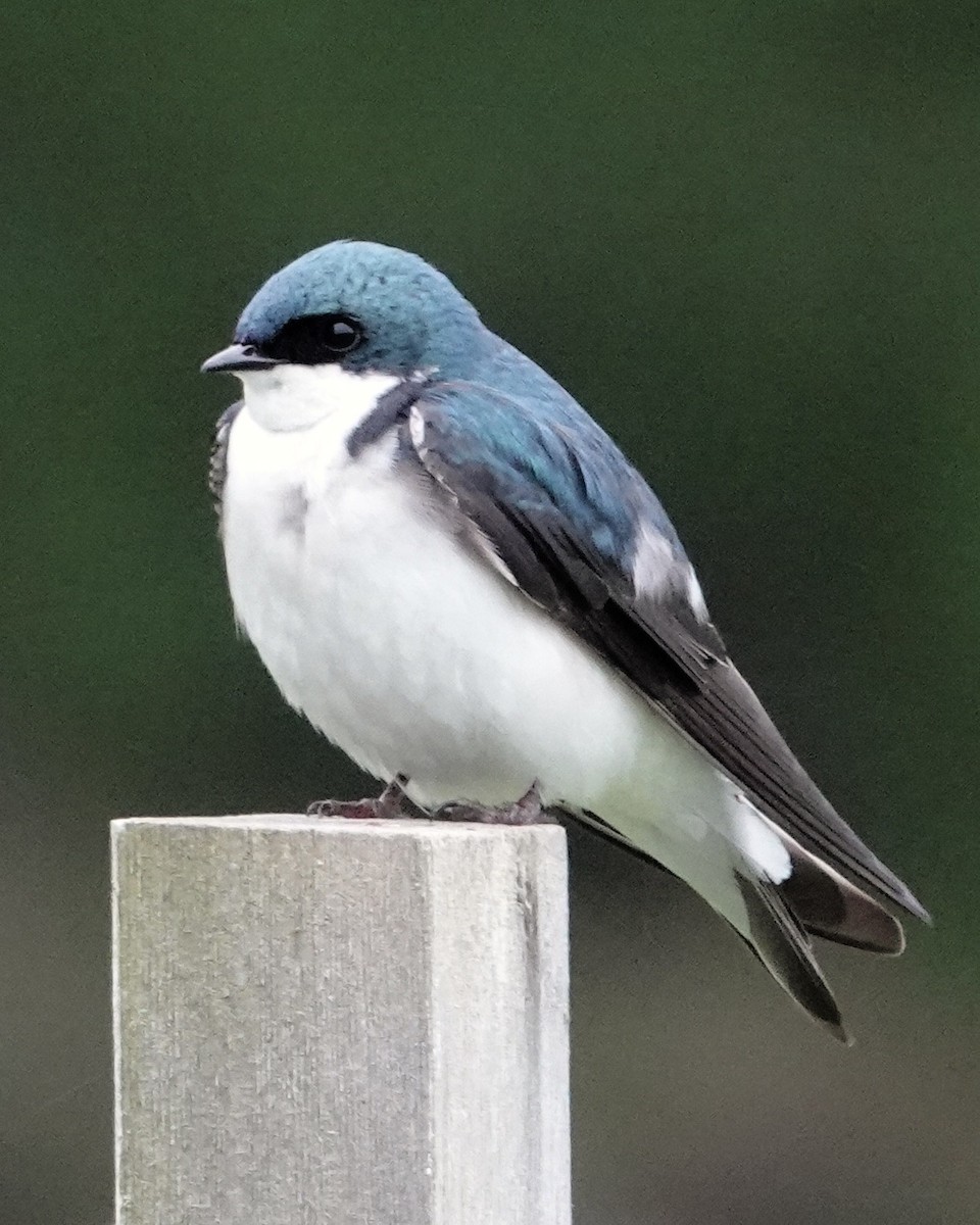 Tree Swallow - Tom Shepard