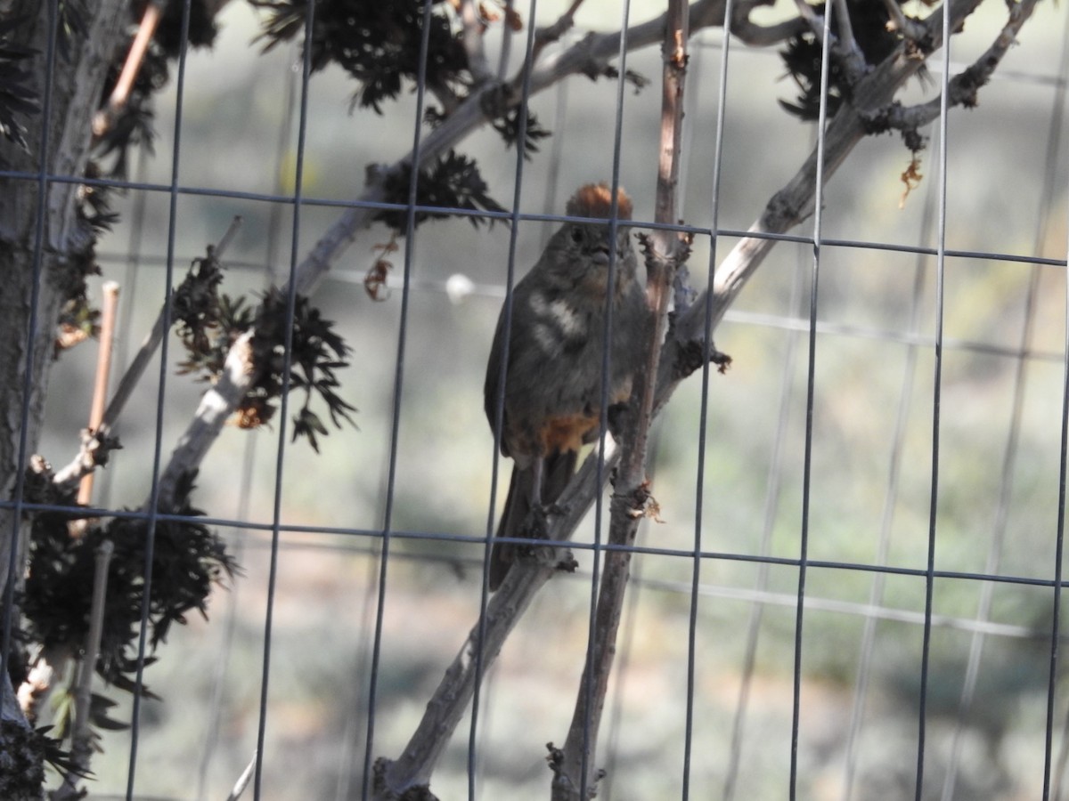 Canyon Towhee - Mohini Rawool-Sullivan