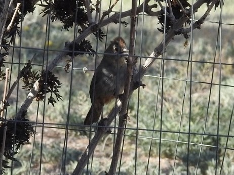 Canyon Towhee - Mohini Rawool-Sullivan