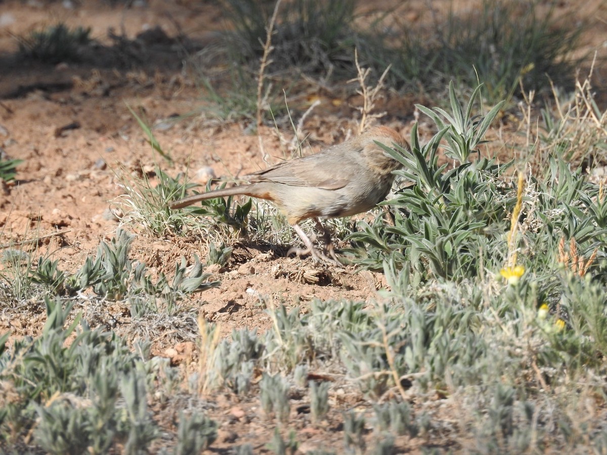 Canyon Towhee - Mohini Rawool-Sullivan