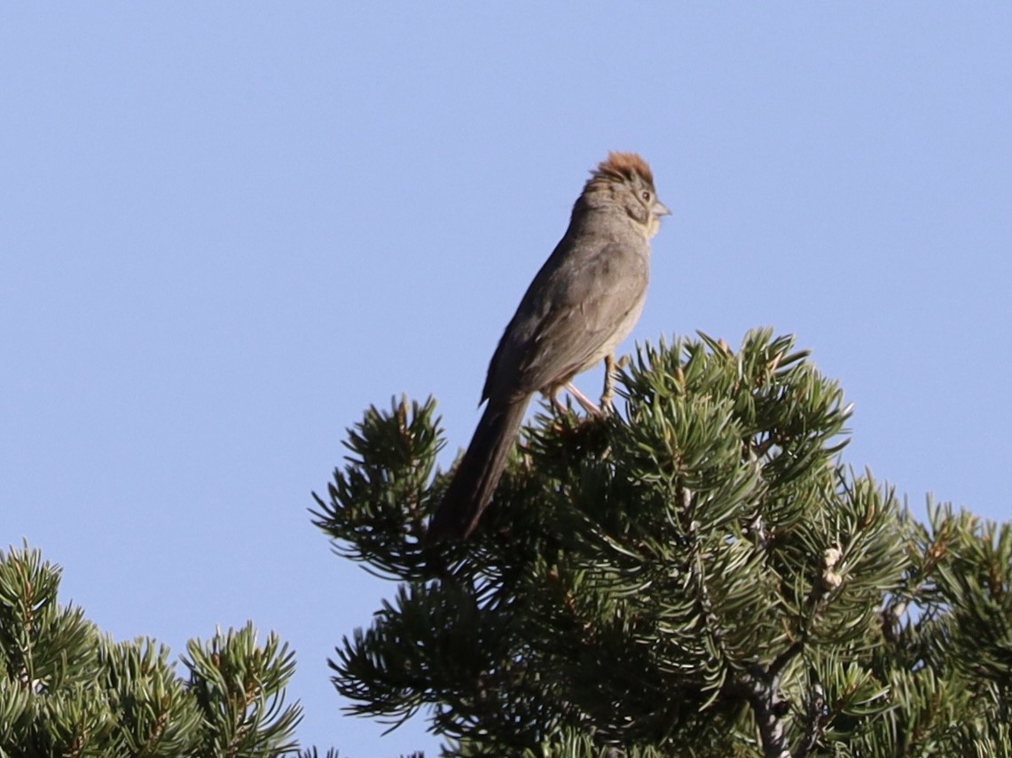 Canyon Towhee - Mohini Rawool-Sullivan