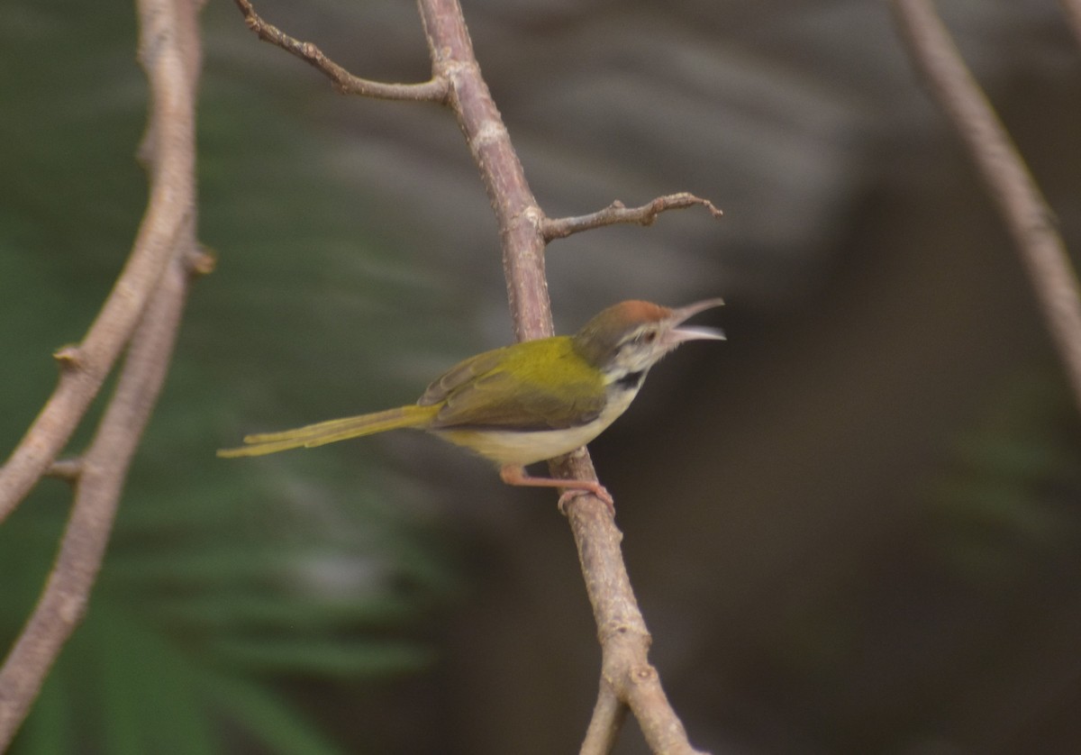 Common Tailorbird - ML619485365