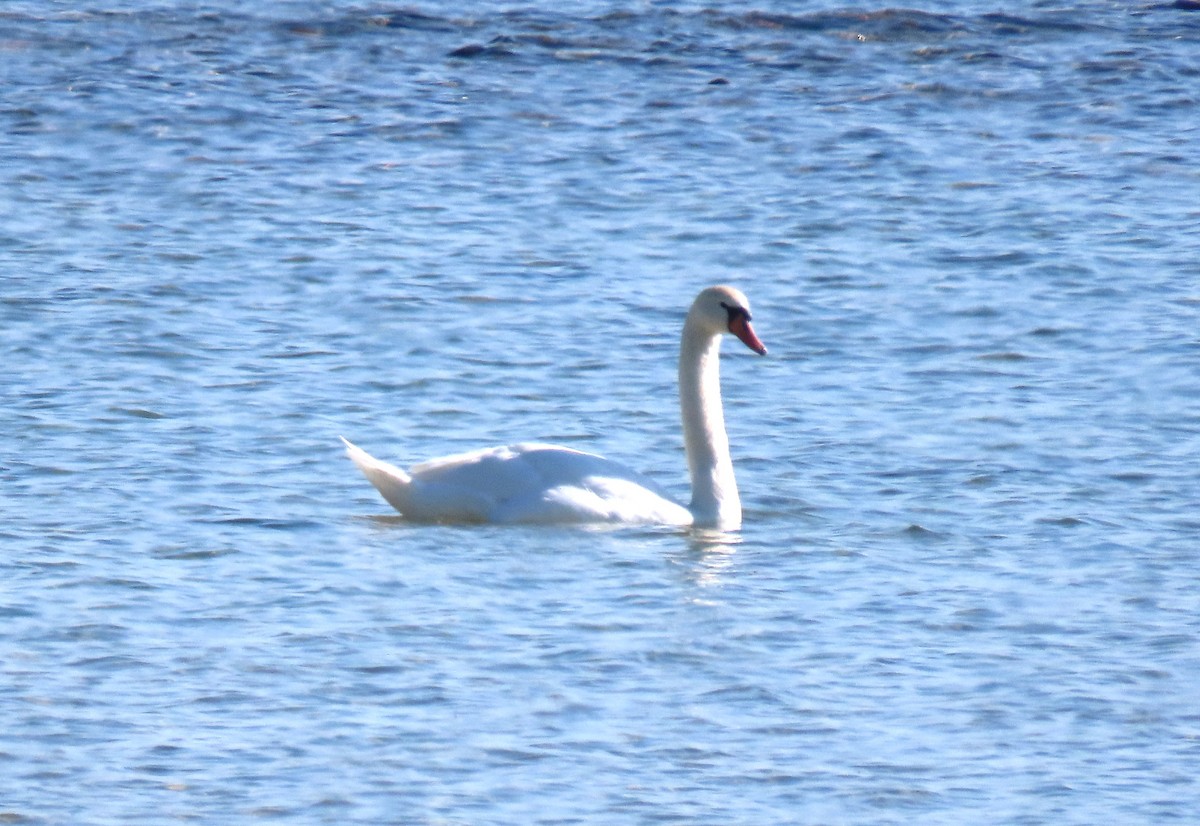 Mute Swan - Bonnie McKenzie