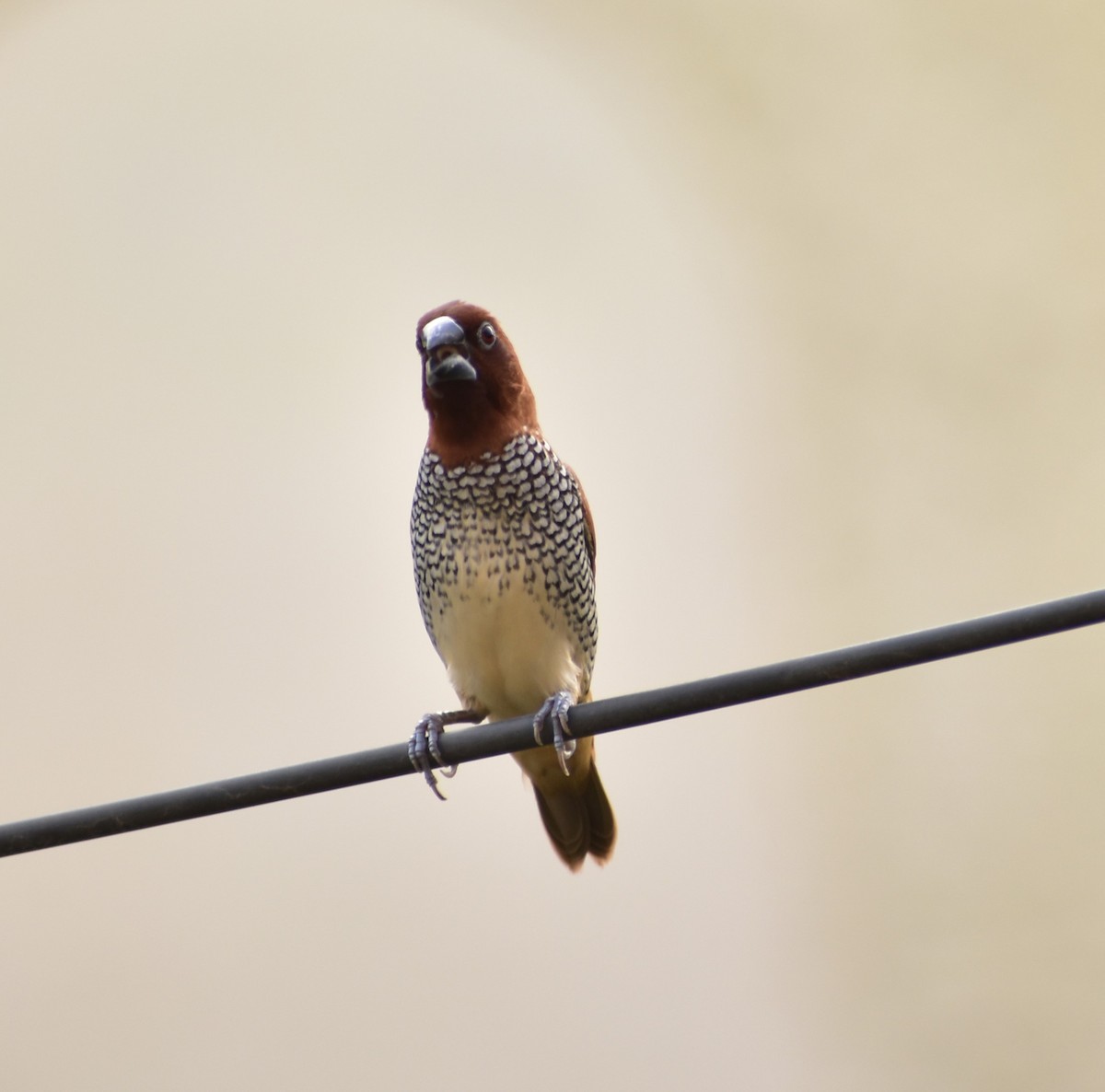 Scaly-breasted Munia - ML619485370