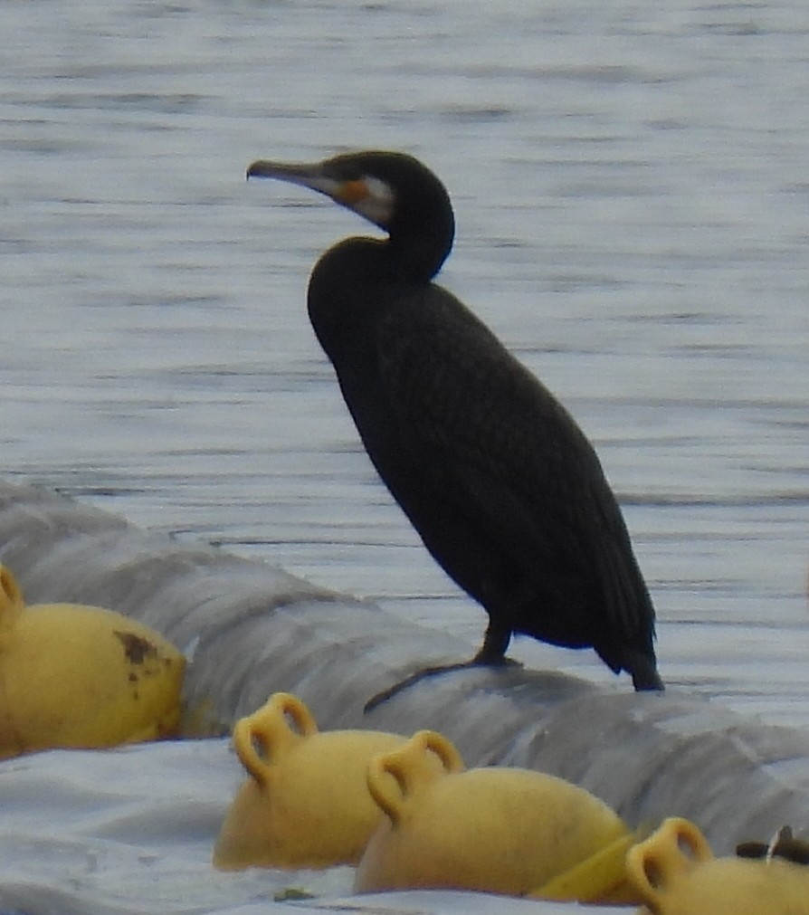 Great Cormorant - Susanne Meidel