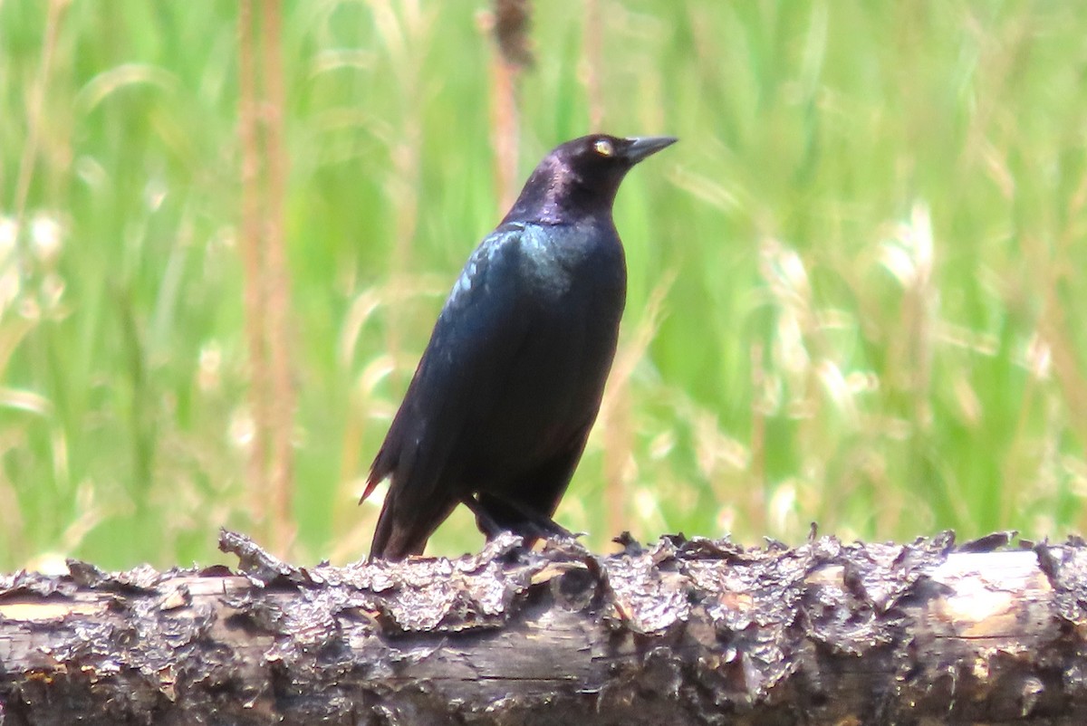 Brewer's Blackbird - David Smith