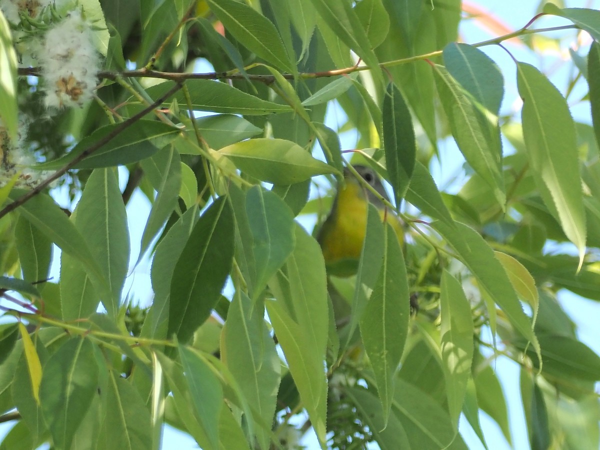 Nashville Warbler - John LeClaire