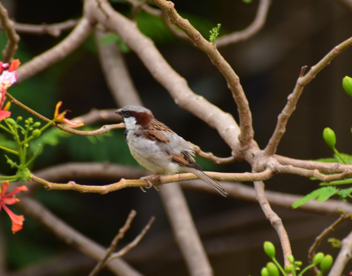 House Sparrow - ML619485377