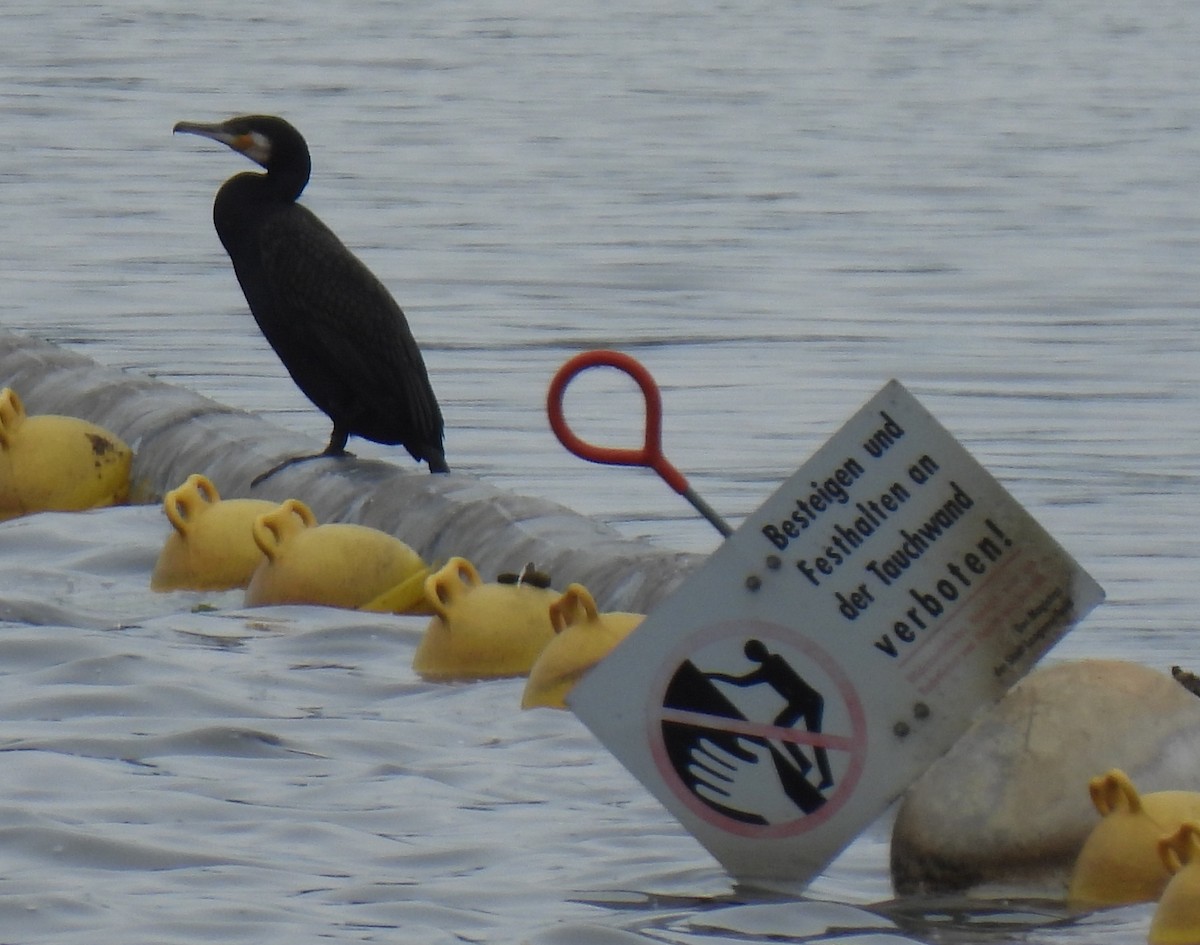 Great Cormorant - Susanne Meidel