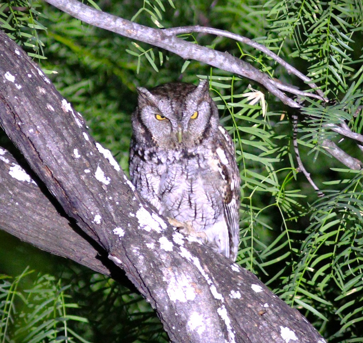 Eastern Screech-Owl (McCall's) - Gigi DelPizzo