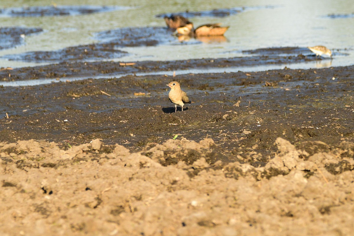 Collared Pratincole - Cole Penning