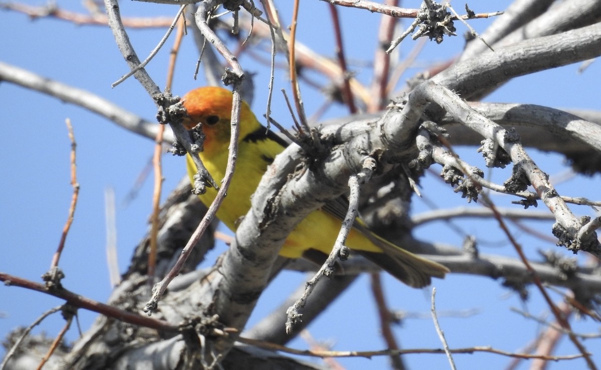 Western Tanager - Mohini Rawool-Sullivan