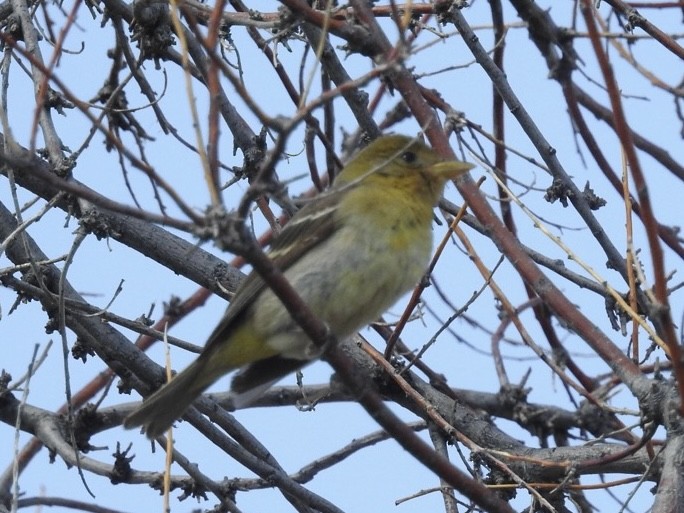 Western Tanager - Mohini Rawool-Sullivan