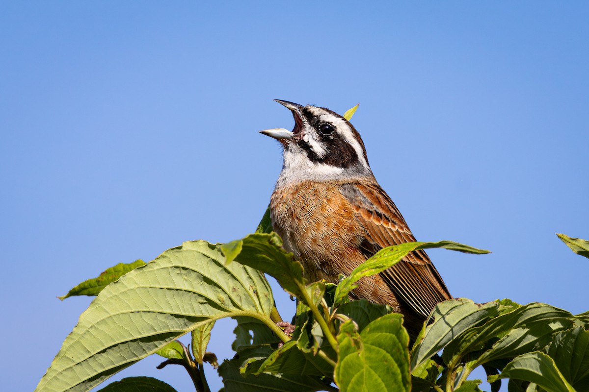 Meadow Bunting - André  Zambolli