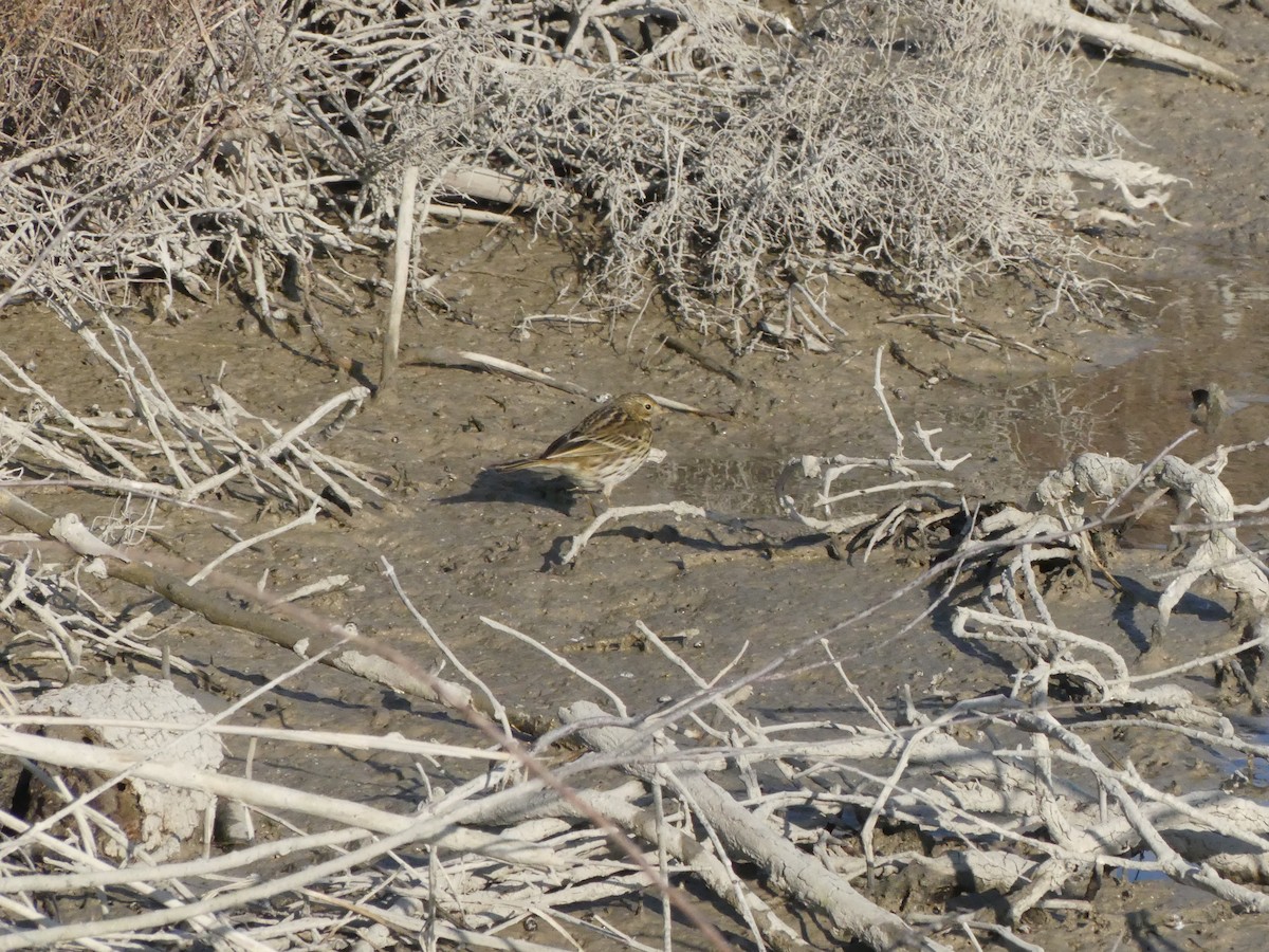 Meadow Pipit - Guy RUFRAY