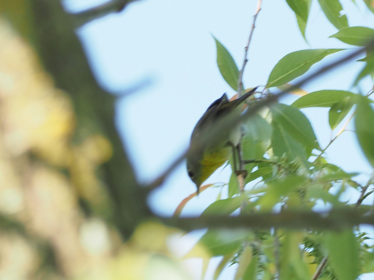 Nashville Warbler - John LeClaire