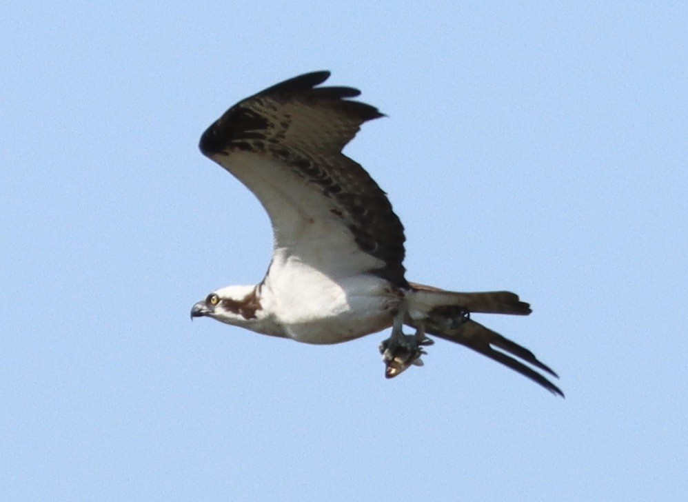 Osprey - Mark Ross