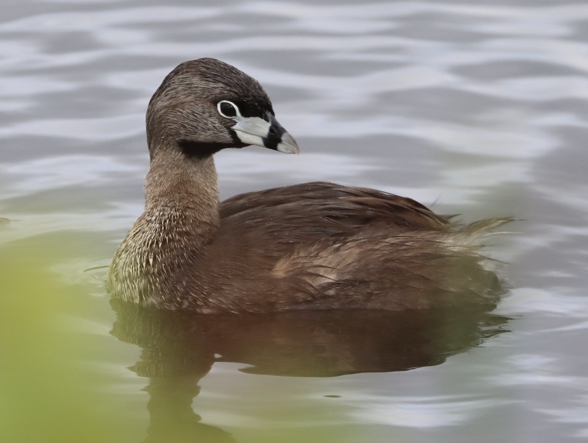 Pied-billed Grebe - ML619485423