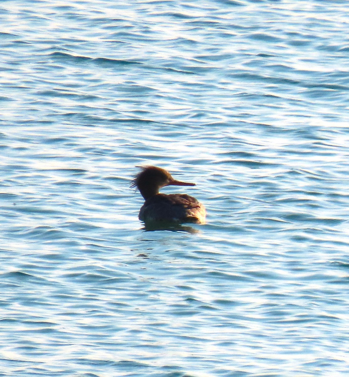 Red-breasted Merganser - ML619485427