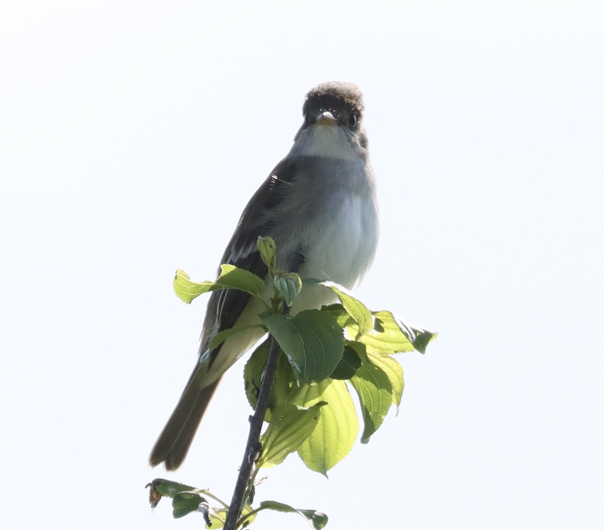 Willow Flycatcher - Mark Ross