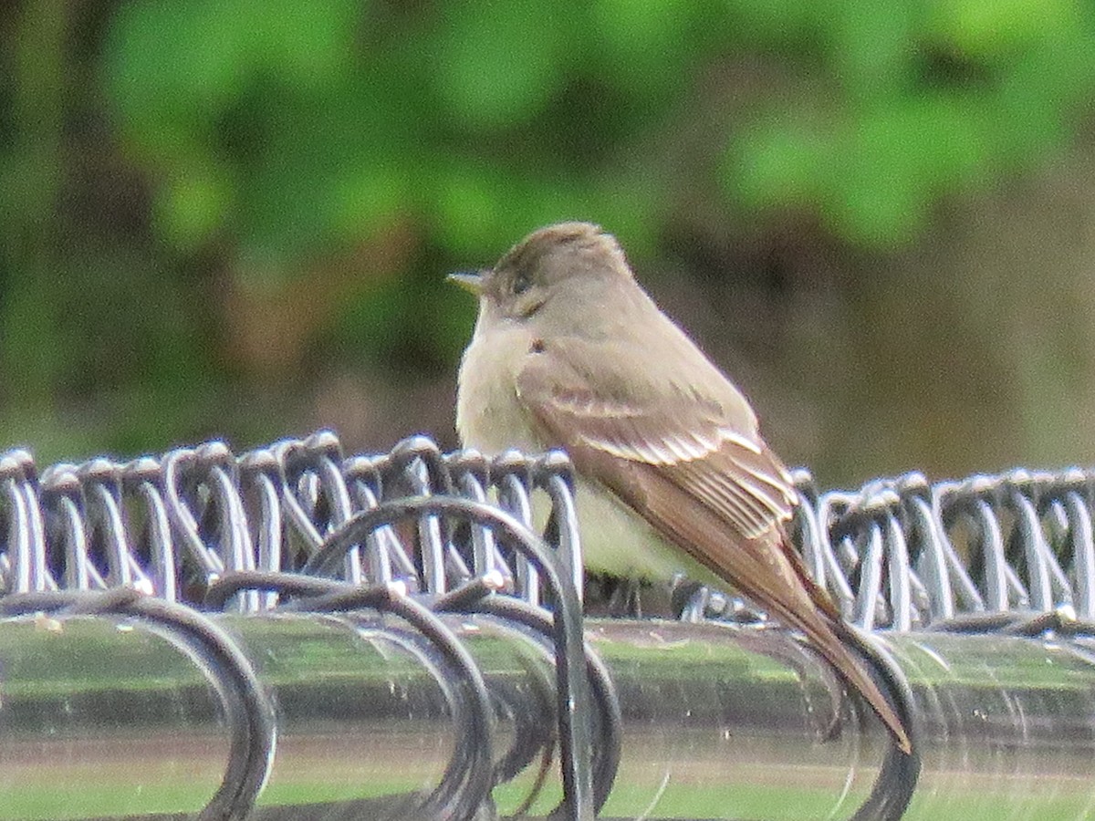 Willow Flycatcher - The Lahaies