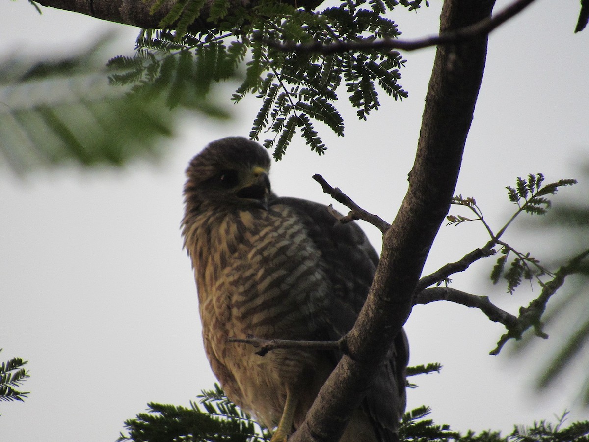 Roadside Hawk - Sabrina Guzmán