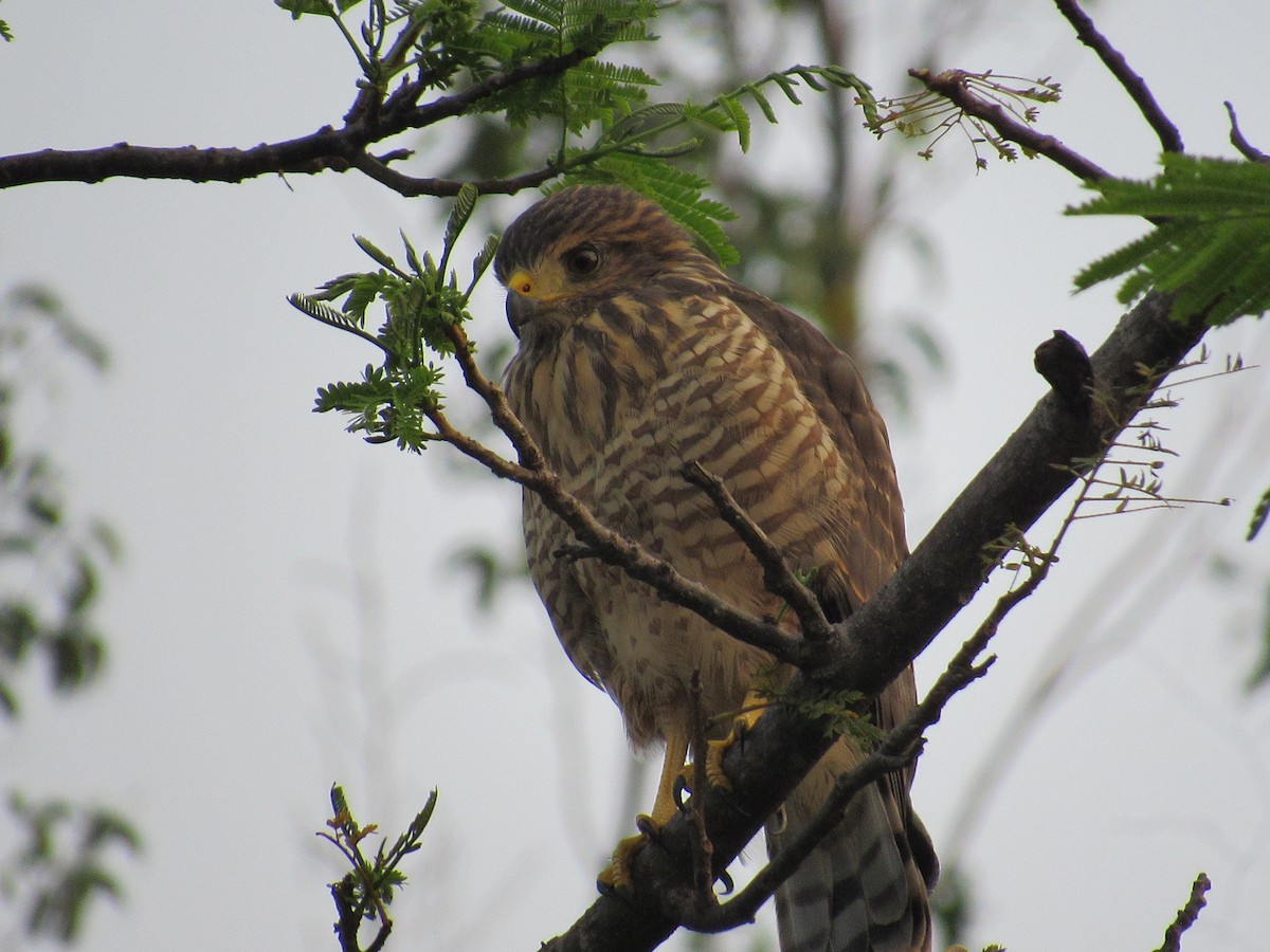 Roadside Hawk - Sabrina Guzmán