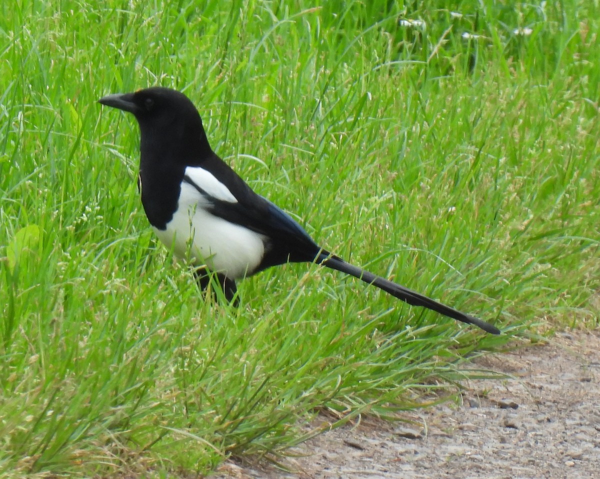 Eurasian Magpie - Susanne Meidel