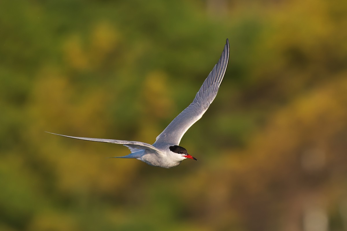 Common Tern - Gavin Edmondstone