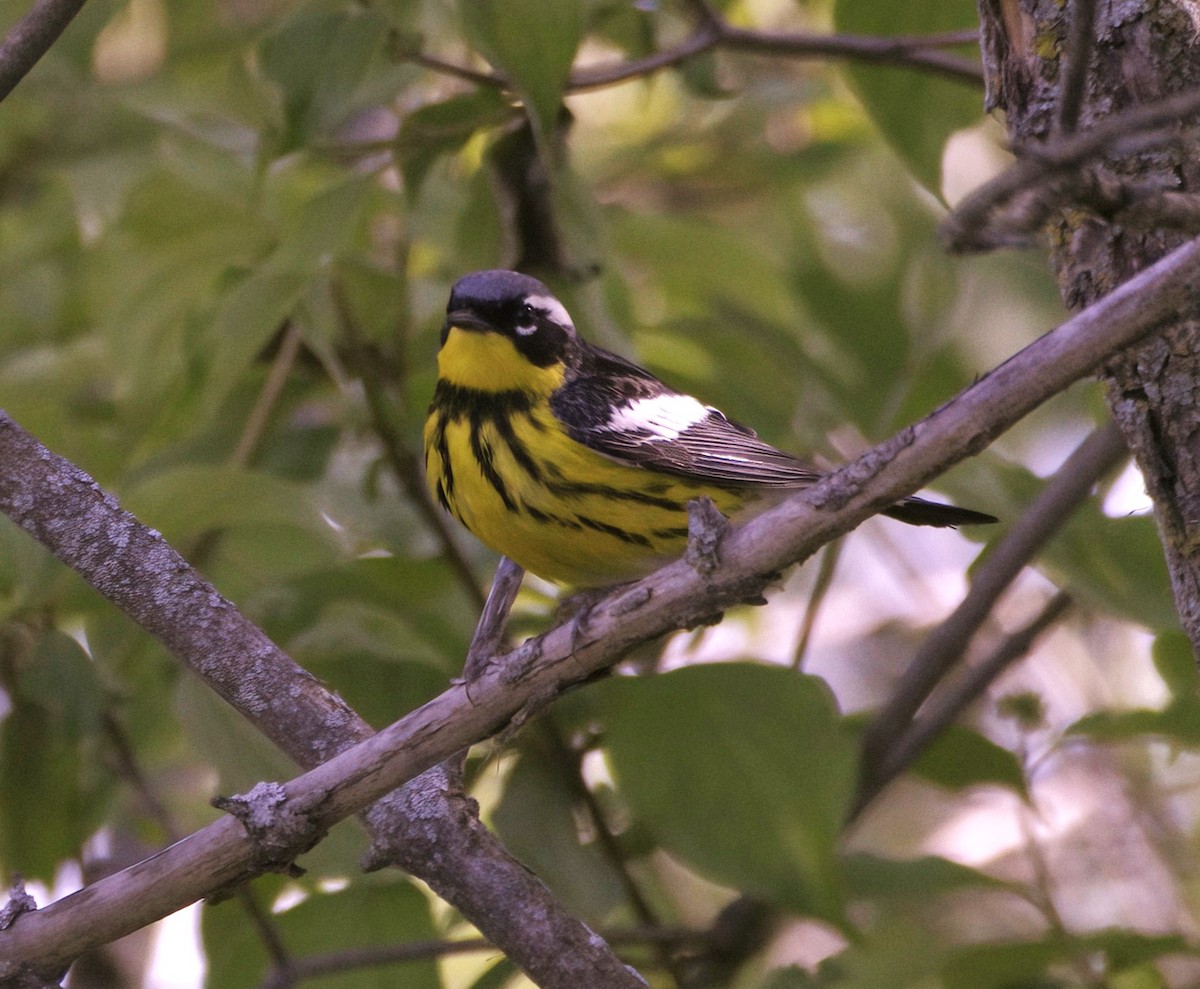 Magnolia Warbler - Sue Riffe