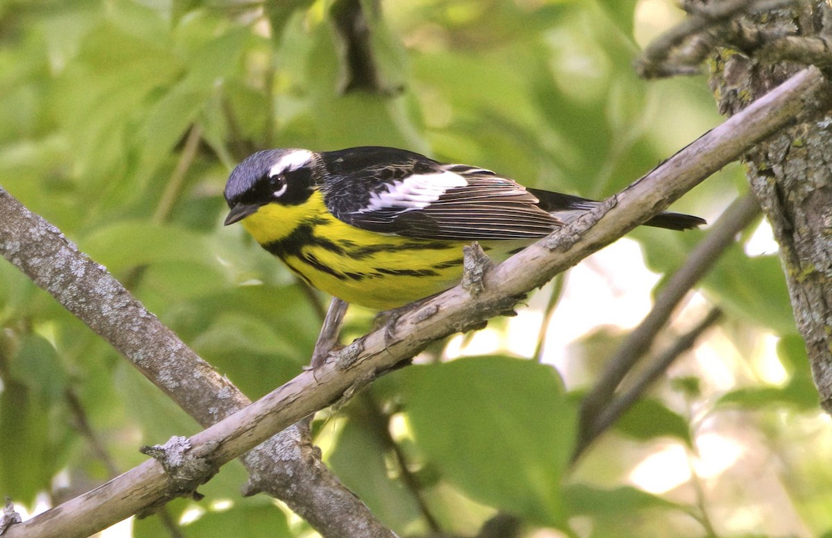 Magnolia Warbler - Sue Riffe