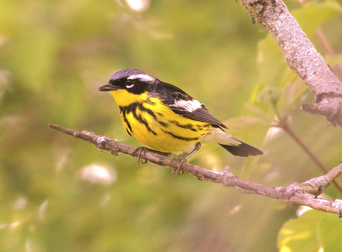 Magnolia Warbler - Sue Riffe