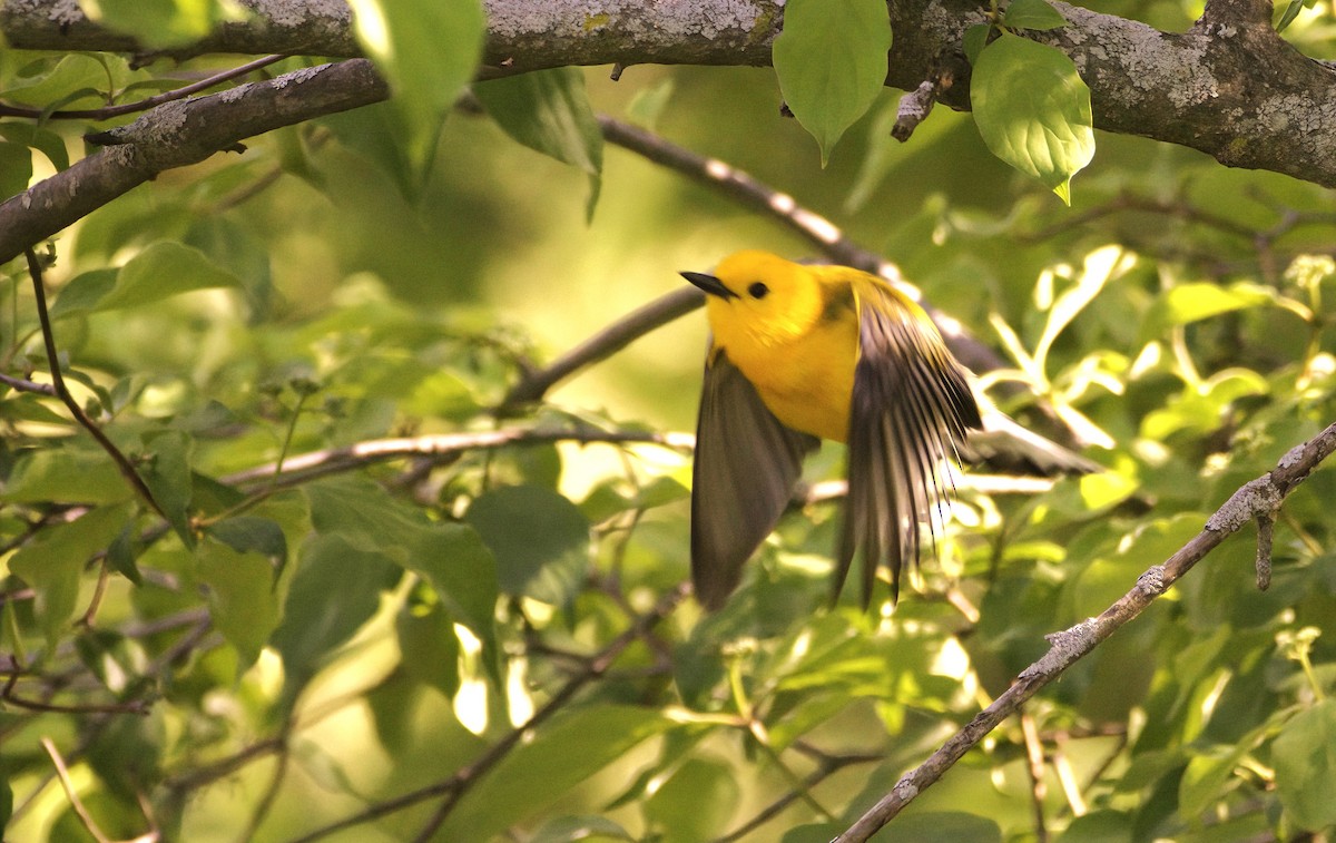 Prothonotary Warbler - Sue Riffe