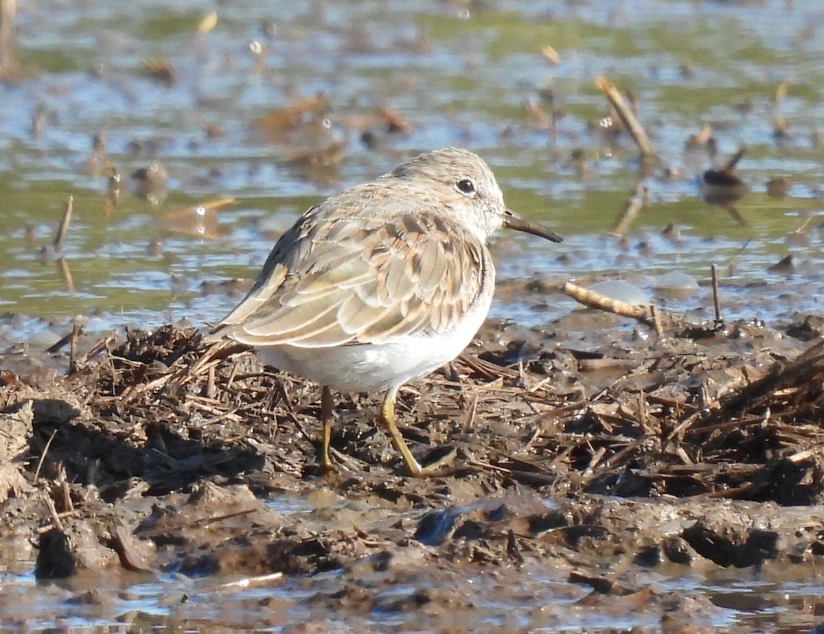 Temminck's Stint - Dani G. Jambrina