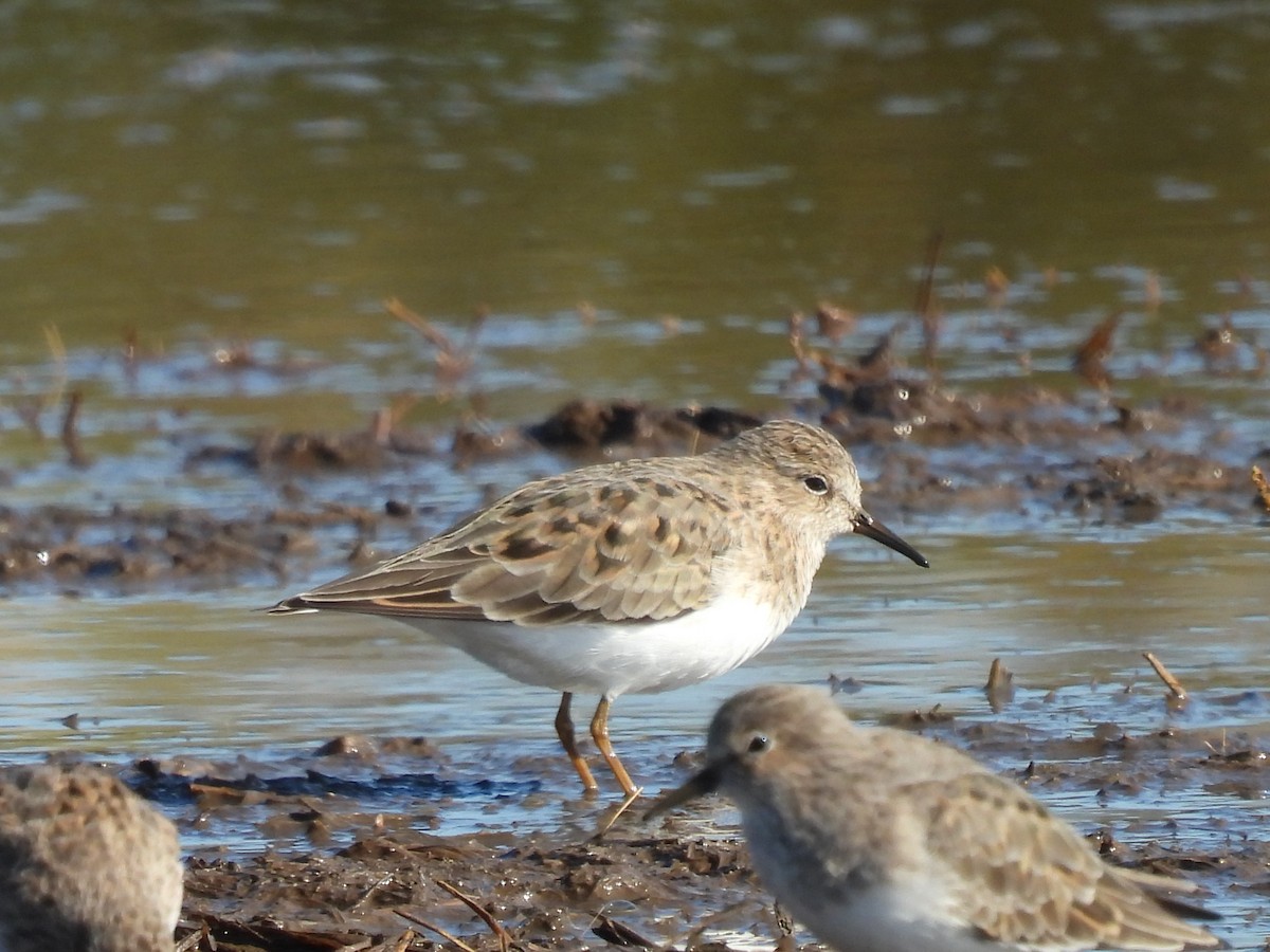 Temminck's Stint - Dani G. Jambrina