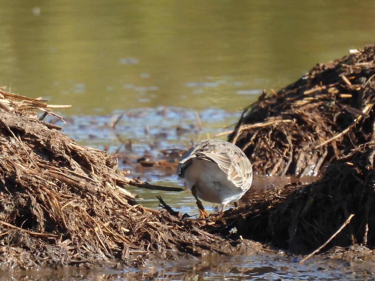 Temminck's Stint - Dani G. Jambrina