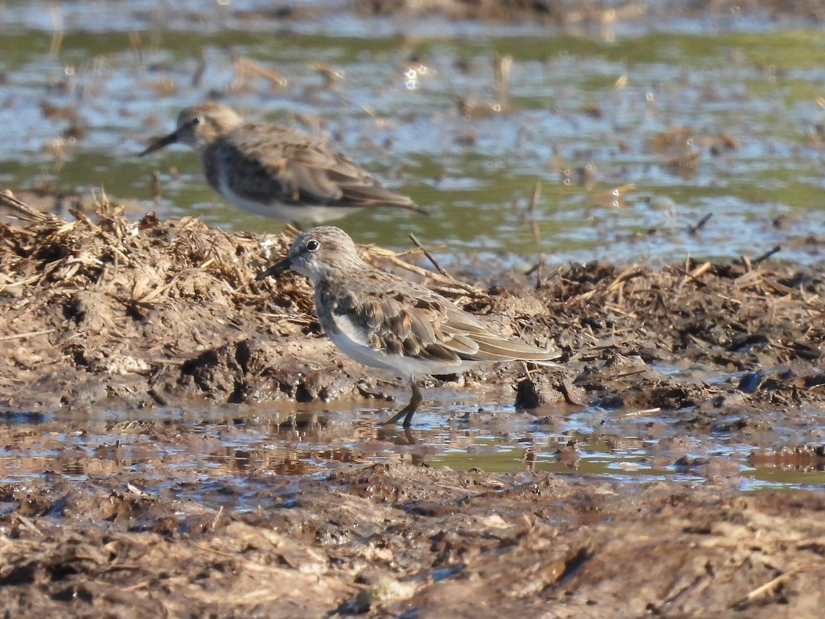 Temminck's Stint - Dani G. Jambrina