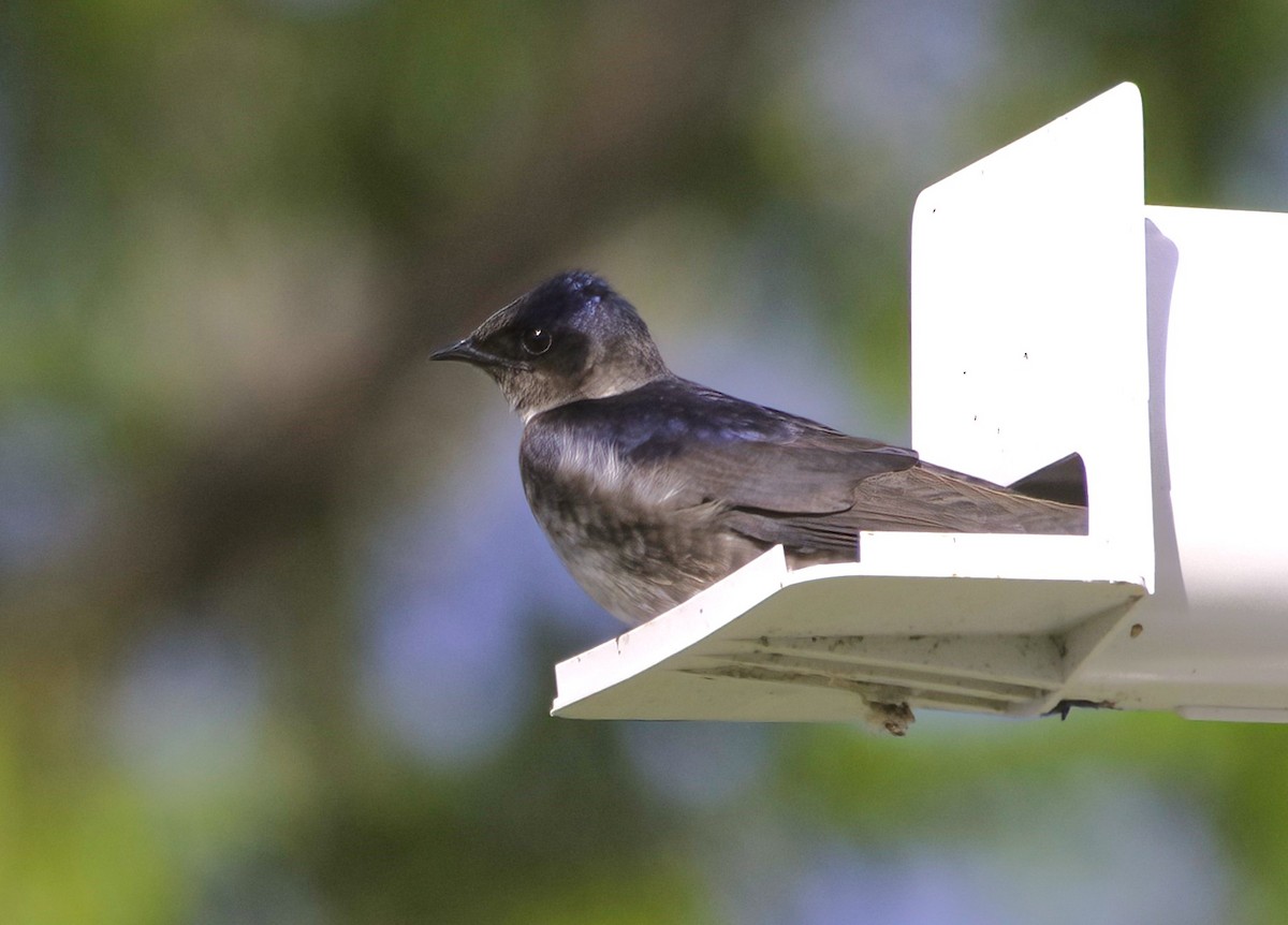 Purple Martin - Sue Riffe