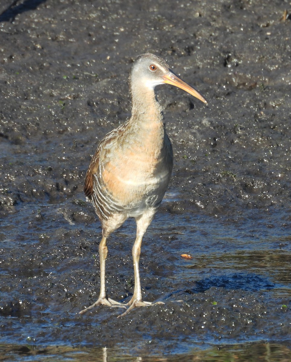 Clapper Rail - ML619485503