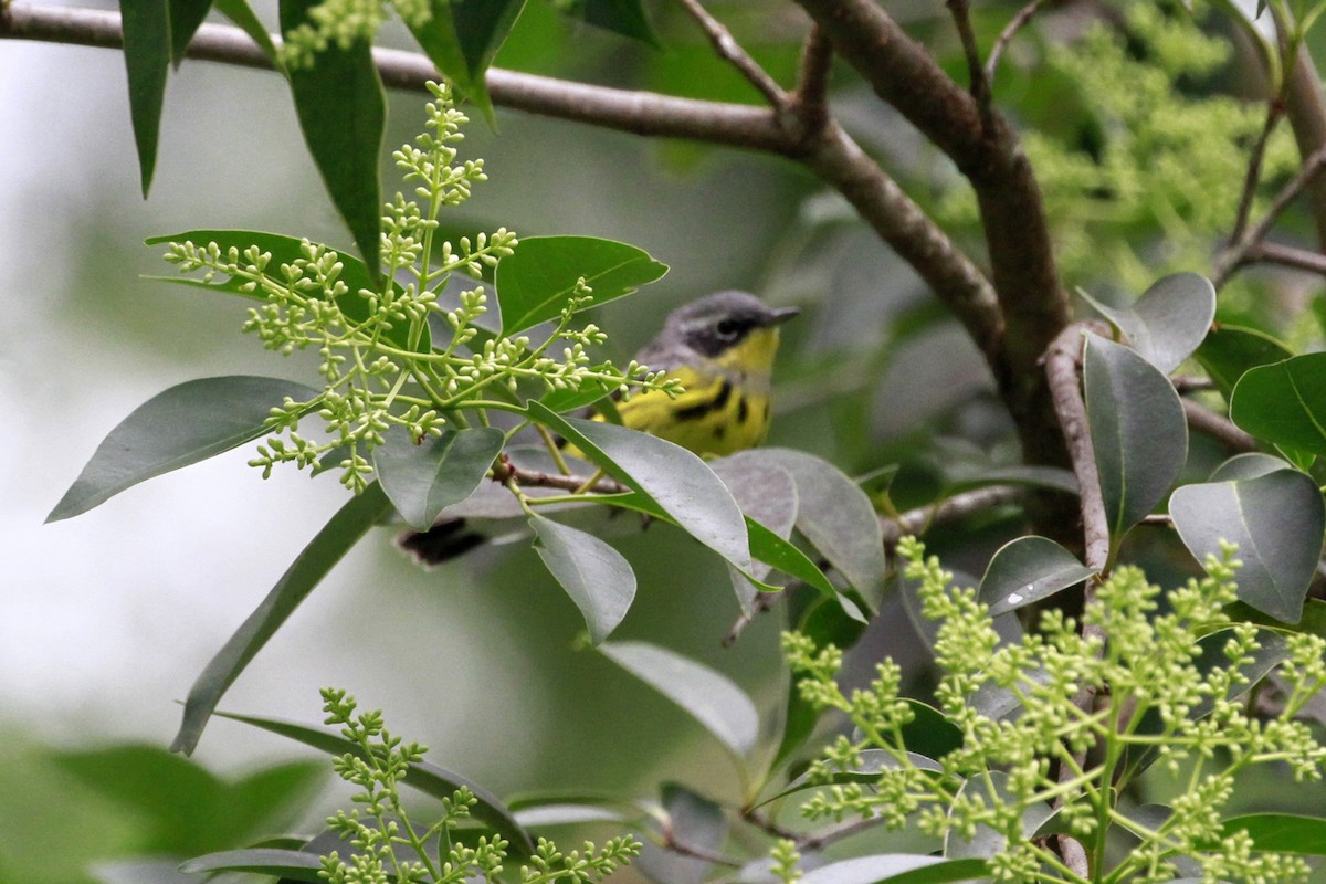 Magnolia Warbler - Connie Guillory