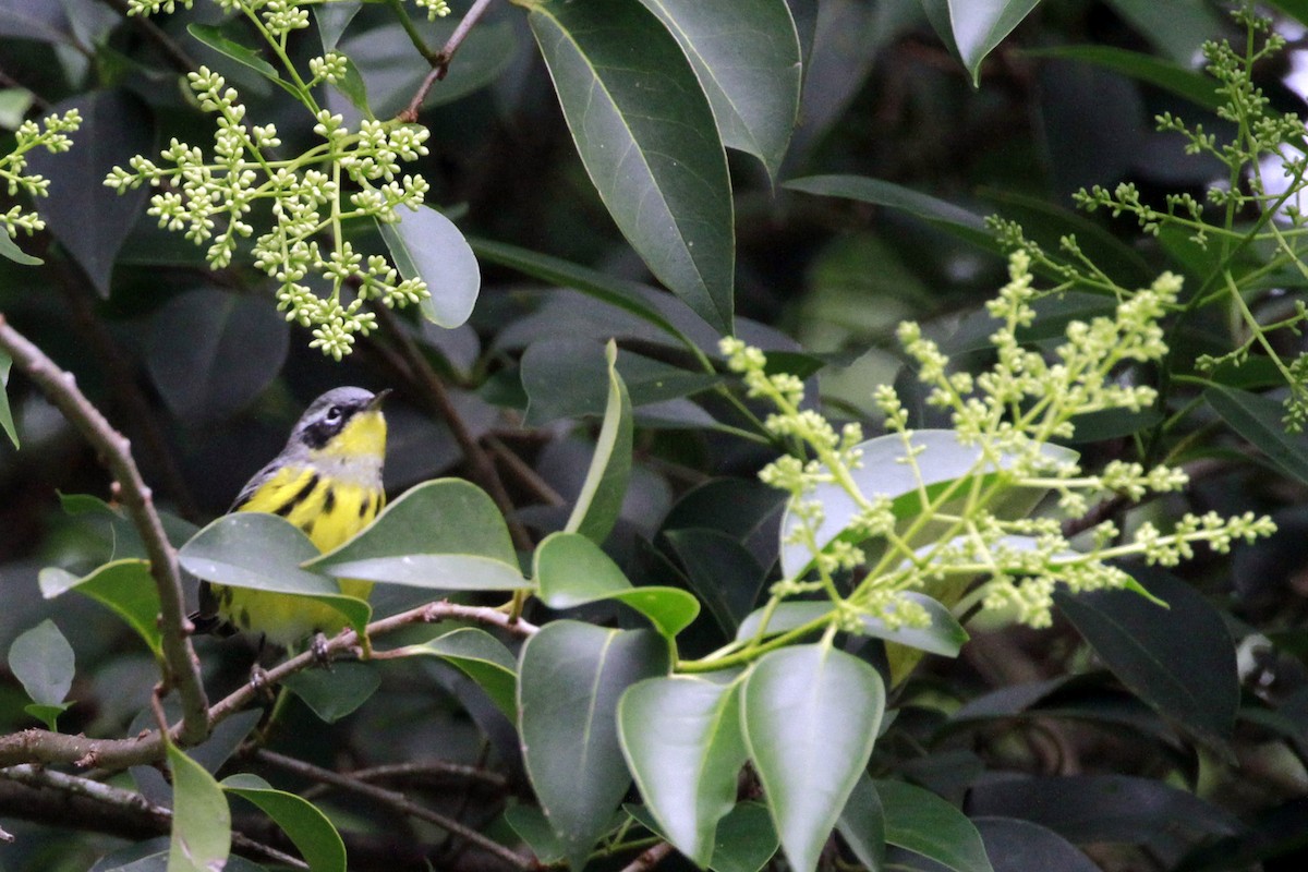 Magnolia Warbler - ML619485508