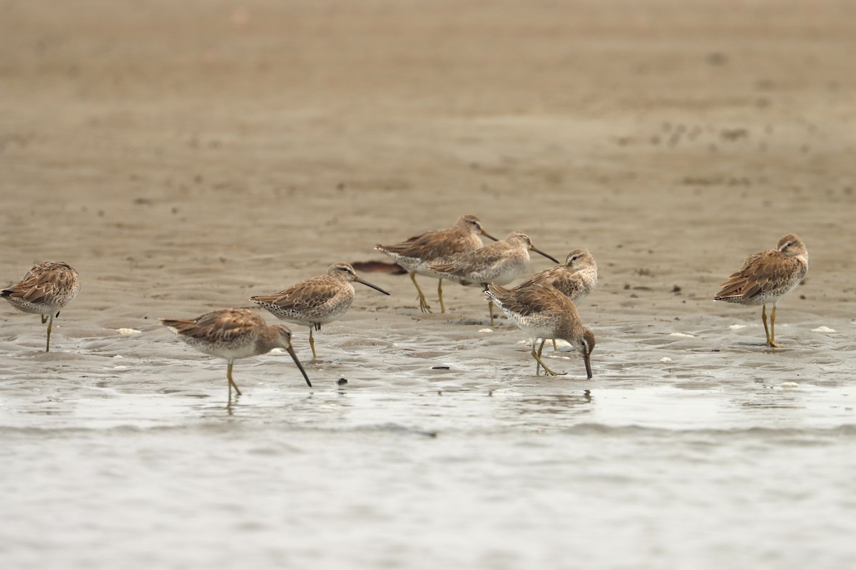 Short-billed Dowitcher - John van Dort