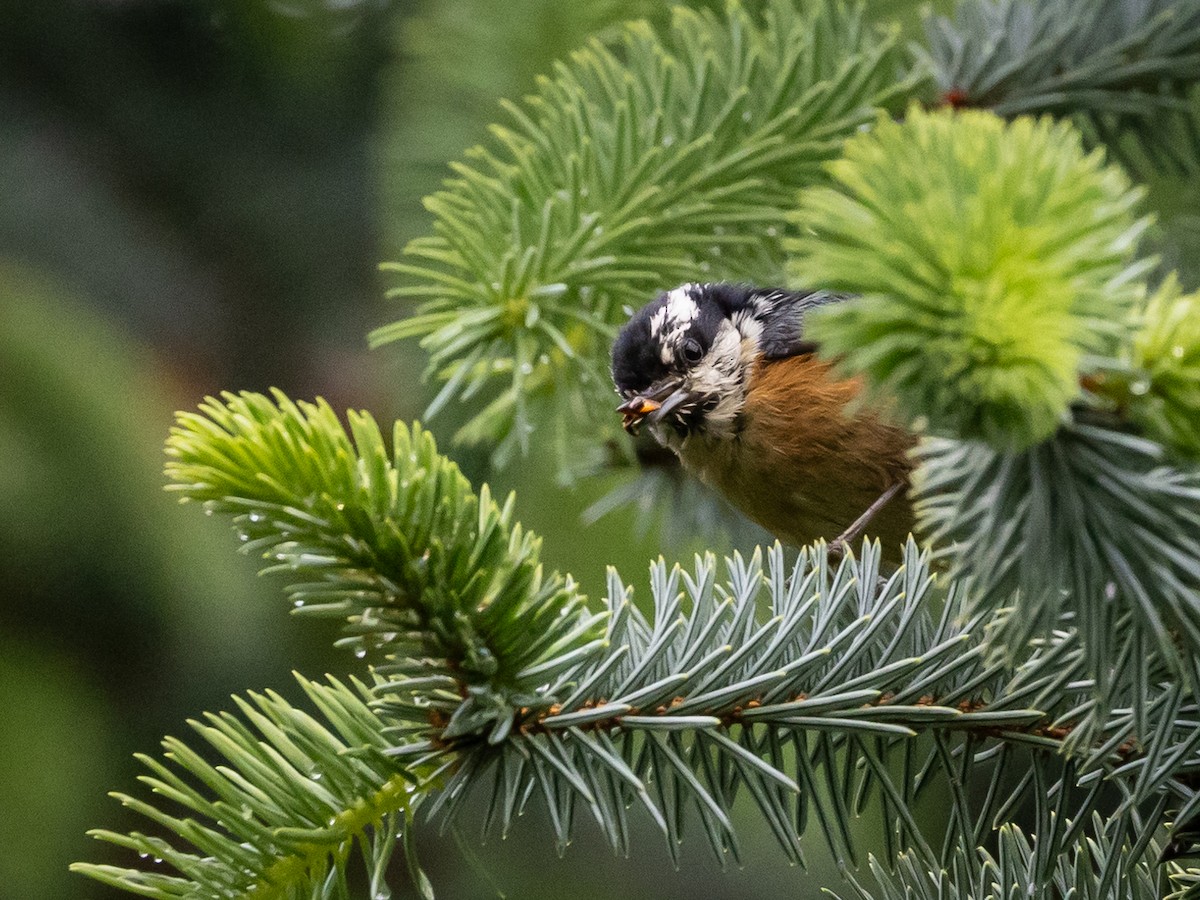 Red-breasted Nuthatch - Nancy Schutt