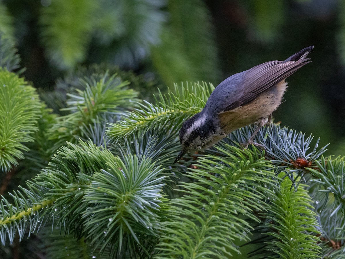 Red-breasted Nuthatch - Nancy Schutt