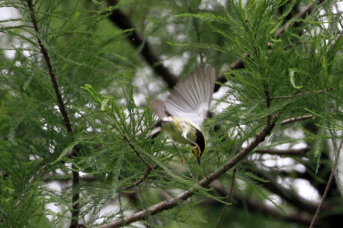 Black-throated Green Warbler - Connie Guillory