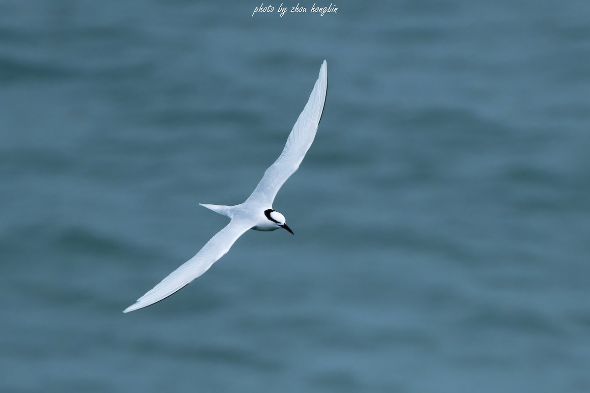 Black-naped Tern - 浙江 重要鸟讯汇整