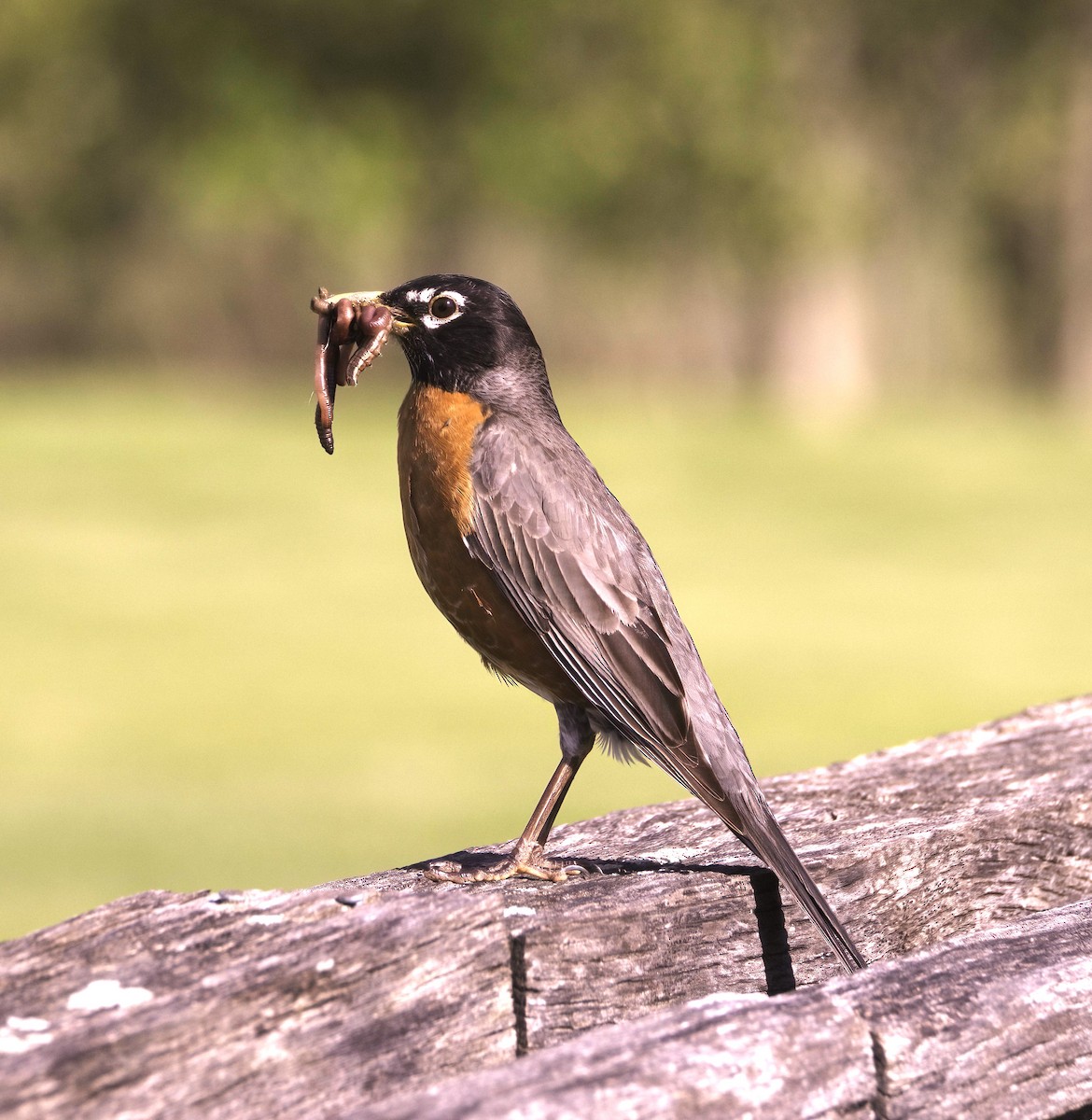 American Robin - Sue Riffe